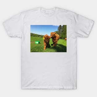 Scottish Highland Cattle Calves 1760 T-Shirt